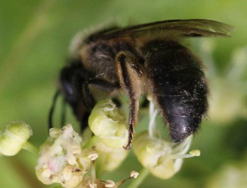Colletes cunicularius